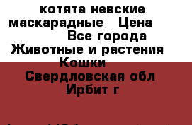 котята невские маскарадные › Цена ­ 18 000 - Все города Животные и растения » Кошки   . Свердловская обл.,Ирбит г.